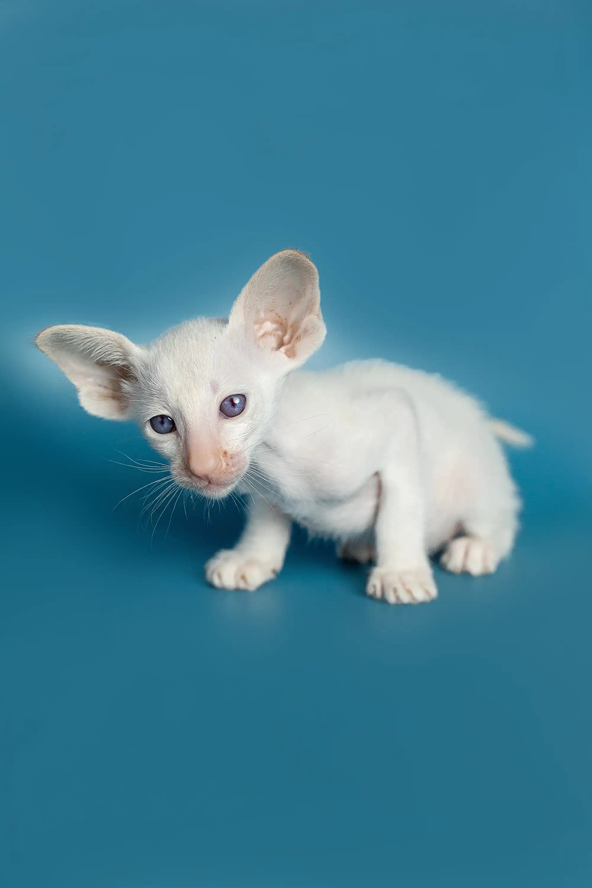 Oriental Shorthair Kittens For Sale Karl | Kitten
