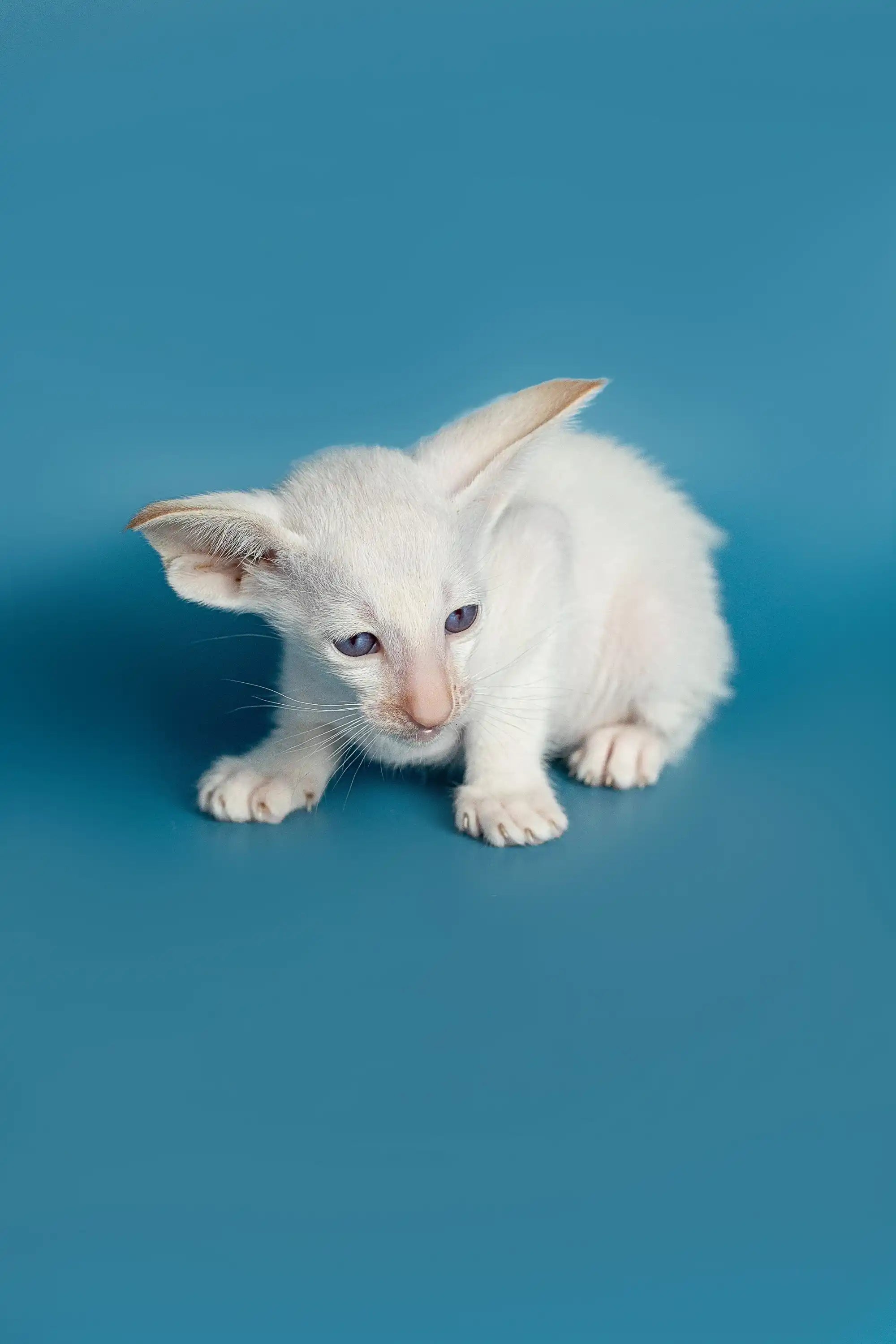Oriental Shorthair Kittens For Sale Karl | Kitten