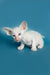 Adorable White Oriental Kitten named Karl with blue eyes and big ears