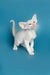 White Oriental Kitten with blue eyes, red point markings, and alert stance