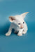 Cute White Siamese kitten with blue eyes in the Karl Oriental Kitten product