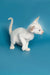 White Oriental Kitten, Karl, with an arched back, upright tail, and stunning blue eyes