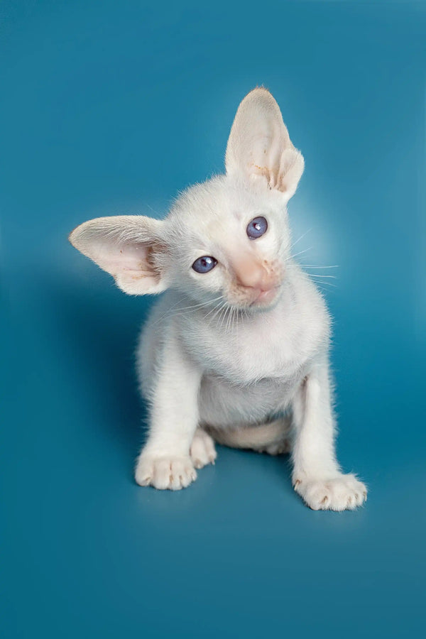 White Oriental Kitten named Karl with large ears and stunning blue eyes