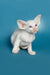 Cute White Oriental Kitten with Blue Eyes and Large Ears on Plain Background