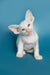 Cute White Oriental Kitten named Karl with blue eyes and big ears ready for cuddles