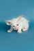 White Oriental Kitten, alert with pointed ears and blue eyes, showcasing a red point