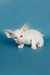 Adorable White Oriental Kitten named Karl with stunning blue eyes and big ears