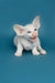 White Siamese Oriental Kitten with large ears, blue eyes, meowing like a red point cutie