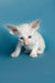 Adorable White Oriental Kitten named Karl with large ears and stunning blue eyes