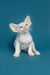 Adorable White Oriental Kitten, Karl, with large ears and stunning blue eyes