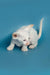 White Oriental Kitten with pink nose and blue eyes crouching, perfect for cat lovers