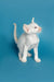 White Oriental Kitten with blue eyes, upright ears, and a curled tail