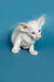 White Oriental Kitten named Karl with large ears and stunning blue eyes