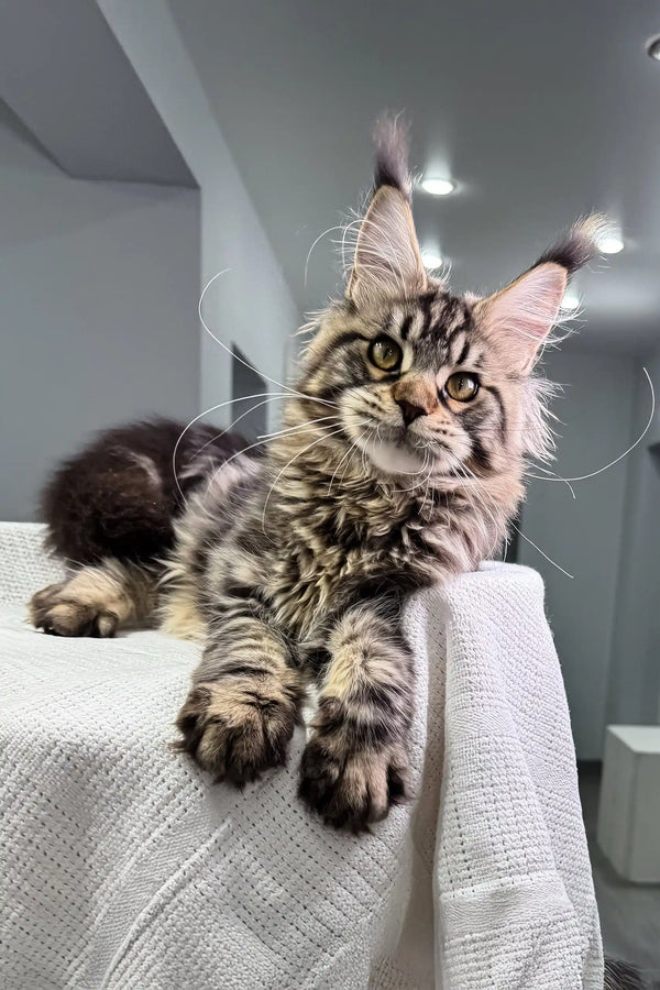 Cute Maine Coon kitten with tufted ears from Karsimia collection