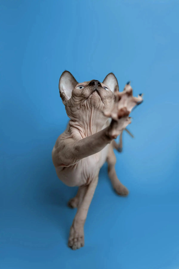 Sphynx kitten Karter stretching upward with one paw raised, looking adorable and playful