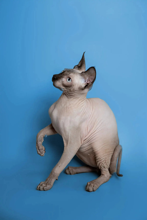 Hairless Sphynx kitten in alert pose, meet Karter’s playful personality