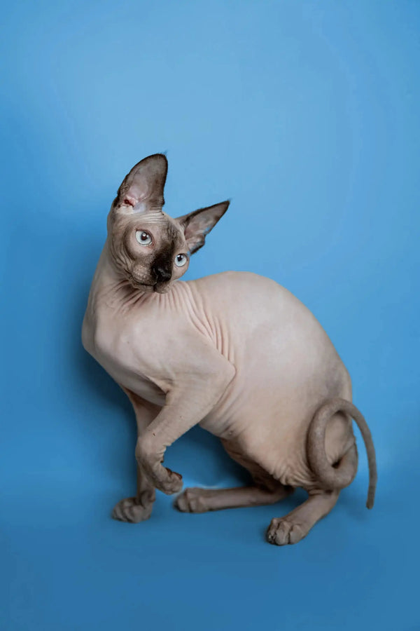 Cute hairless Sphynx kitten Karter with wrinkled skin and big ears ready to play!