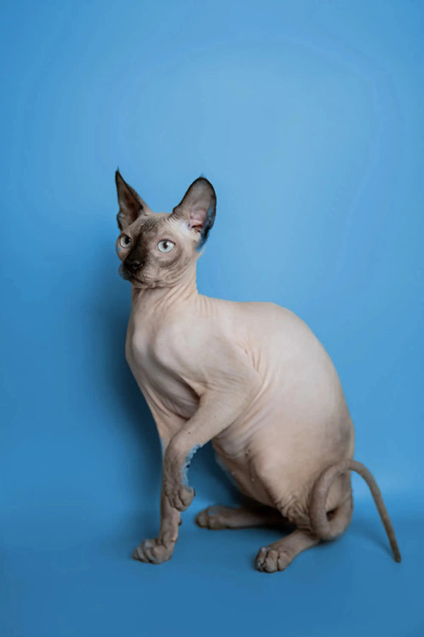Meet Karter, the adorable Sphynx kitten with alert ears and cute wrinkled skin