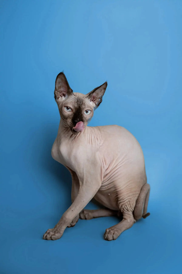 Meet Karter, the adorable Sphynx kitten with wrinkled skin and big ears on a blue backdrop