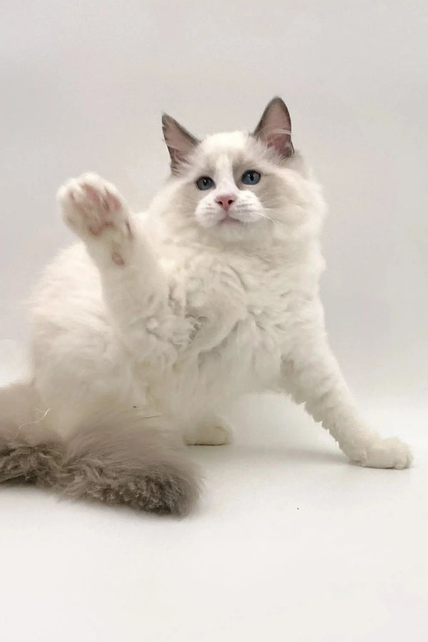 Fluffy blue bicolor Ragdoll kitten with blue eyes raising a paw, irresistibly cute