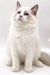 Cute White Ragdoll Kitten with Blue Eyes and Fluffy Fur - Irresistible Male Ragdoll