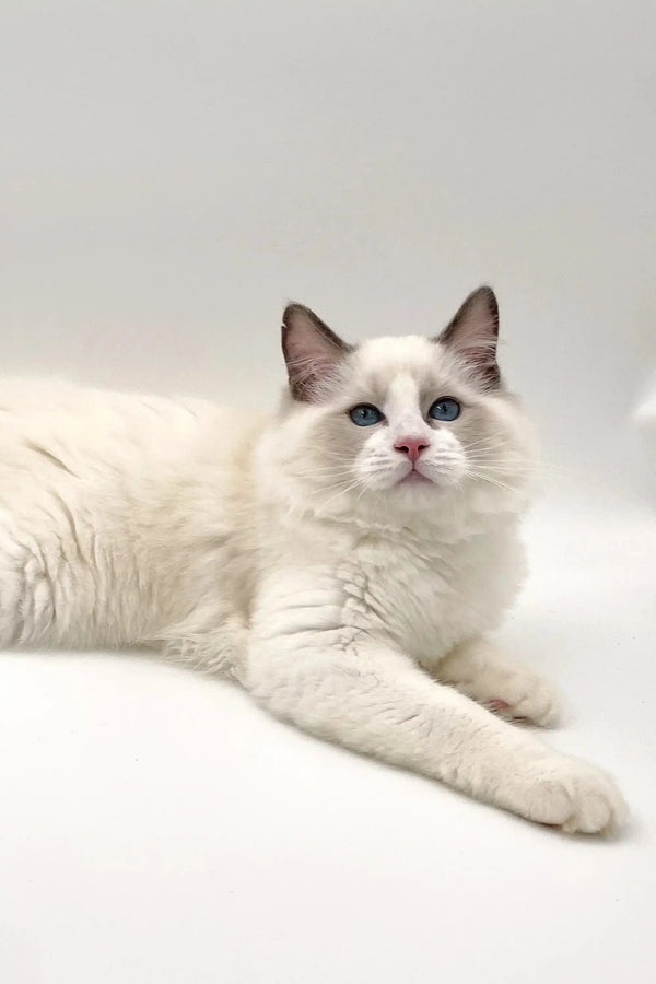 Irresistible male Ragdoll kitten with blue eyes, relaxed and adorable