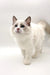 White Ragdoll kitten with blue bicolor eyes and pointed ears, irresistibly cute!