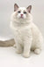 White fluffy Ragdoll kitten with blue bicolor eyes, sitting upright and adorable