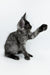 Gray tabby Maine Coon kitten playfully raising one paw in a cute gesture