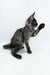 Playful Gray Tabby Kitten raising paw, perfect for Maine Coon Kitten lovers