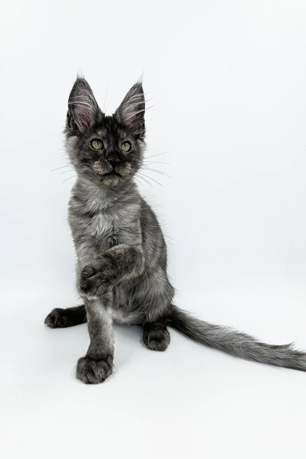 Gray and white Maine Coon kitten with fluffy coat and big ears, perfect Coon Kitten!