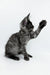 Playful Maine Coon kitten with one paw raised ready to bat at something fun