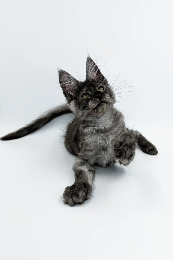 Gray Maine Coon kitten with fluffy fur and alert ears sitting on a plain surface