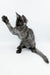 Playful Gray Maine Coon Kitten with one paw raised, ready for fun fun times