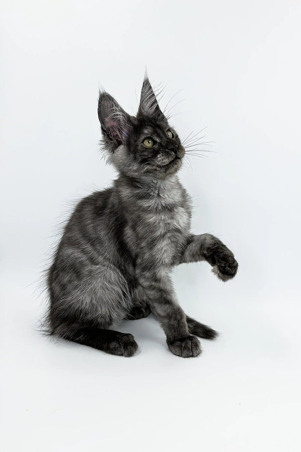 Fluffy Maine Coon kitten with cute ear tufts, perfect for Kasandra product