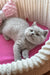 Fluffy gray kitten from Kashmir, a cute British Shorthair bundle of joy