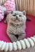 Fluffy gray kitten from Kashmir, a charming British Shorthair buddy