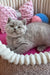 Fluffy gray kitten from the Kashmir British Shorthair collection