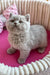 Fluffy gray British Shorthair kitten named Kashmir looking adorable and playful