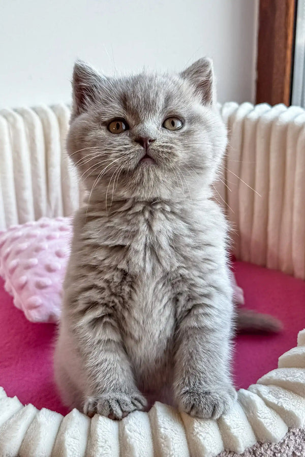 Gray British Shorthair kitten named Kashmir looking adorable and playful