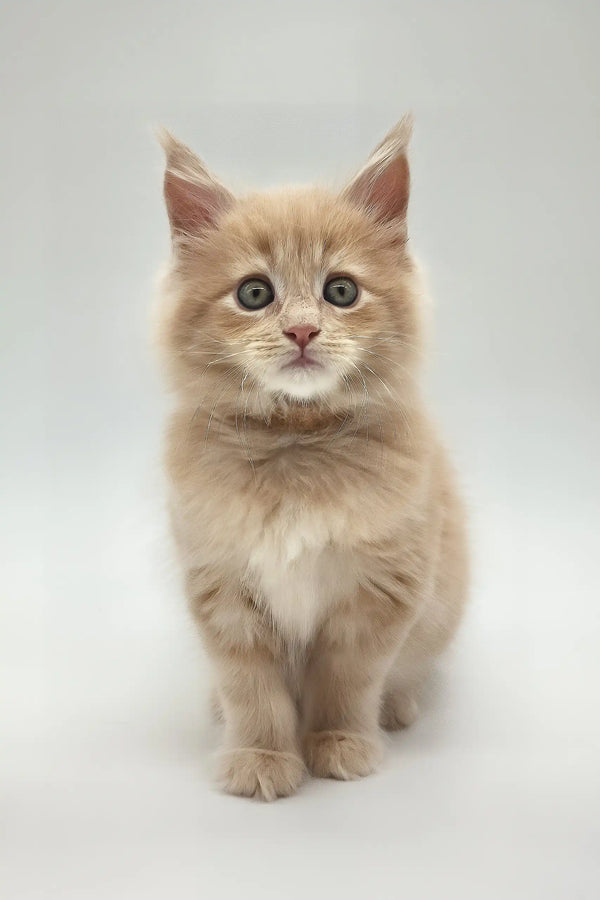 Kasko | maine coon kitten