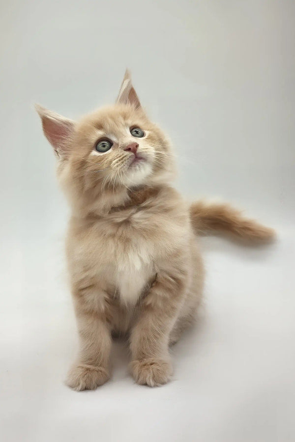 Kasko | maine coon kitten