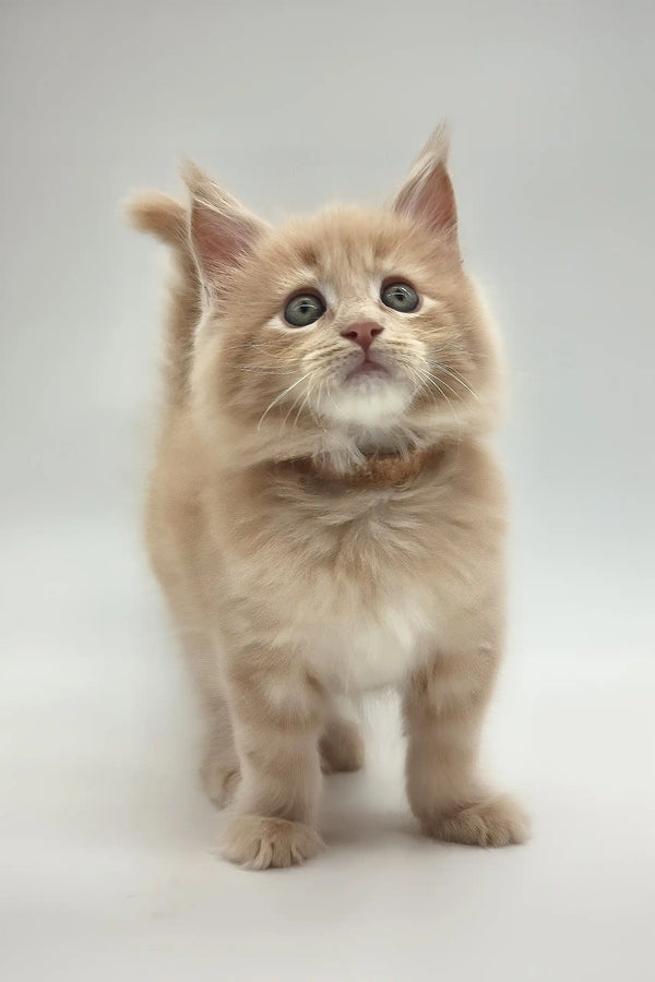 Kasko | maine coon kitten
