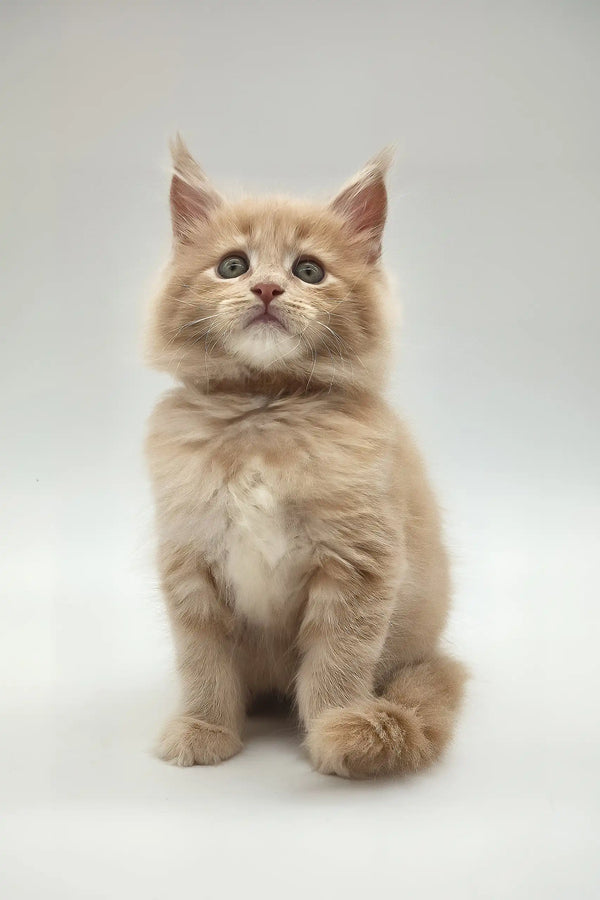 Kasko | maine coon kitten