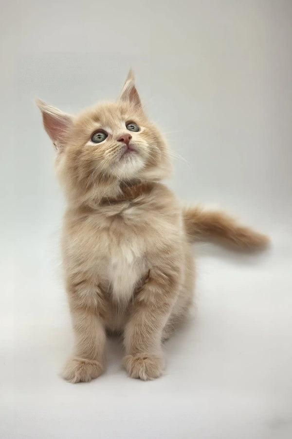 Kasko | maine coon kitten