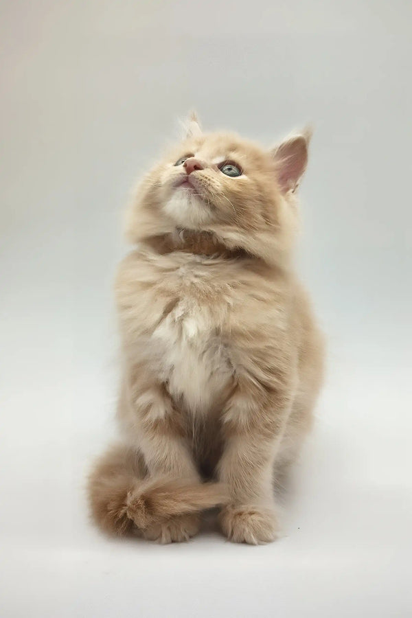 Kasko | maine coon kitten