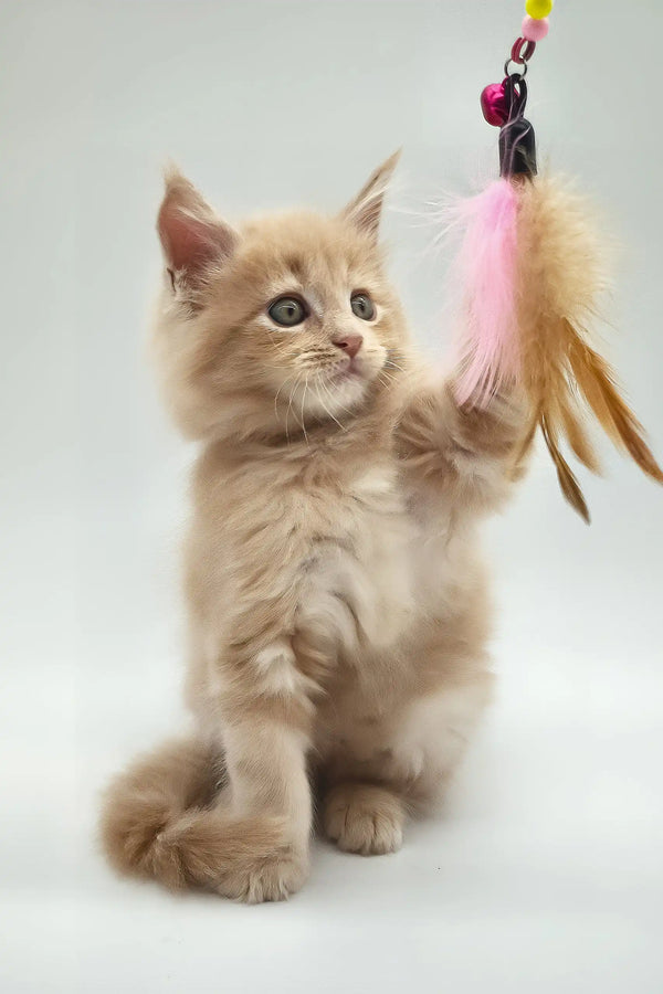 Kasko | maine coon kitten