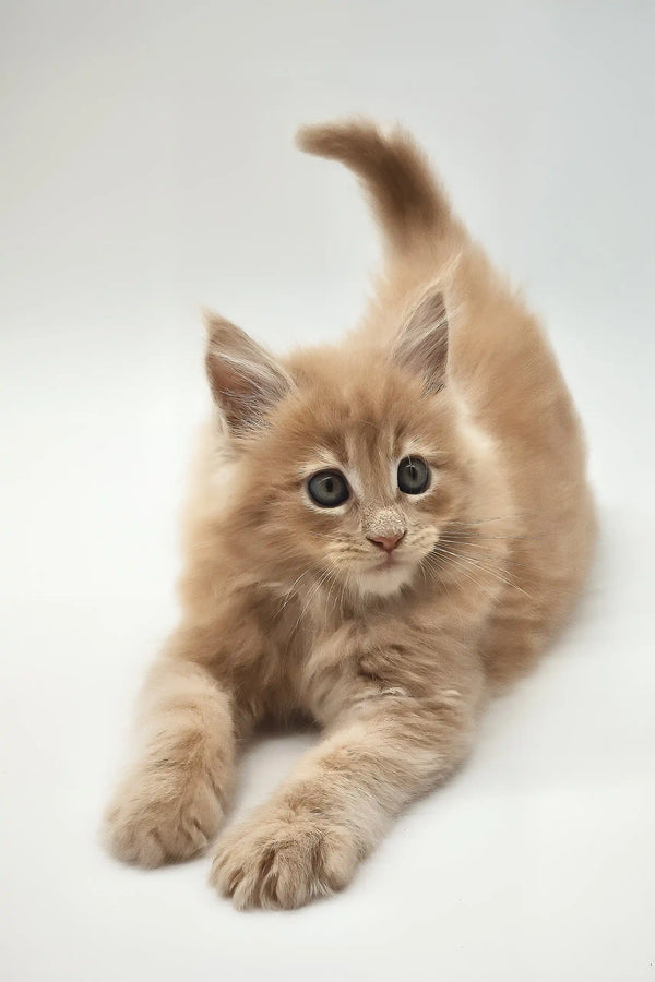 Kasp | maine coon kitten