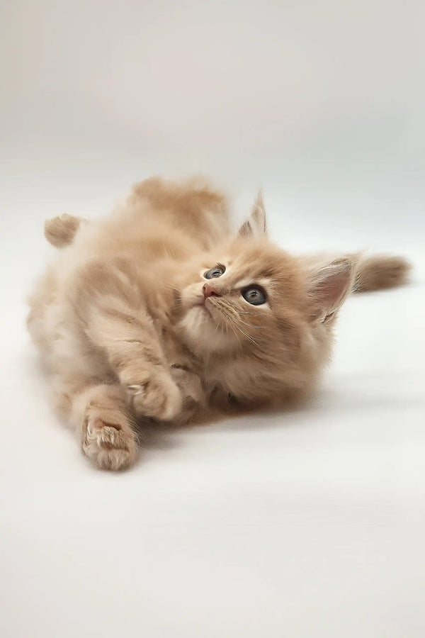 Kasp | maine coon kitten