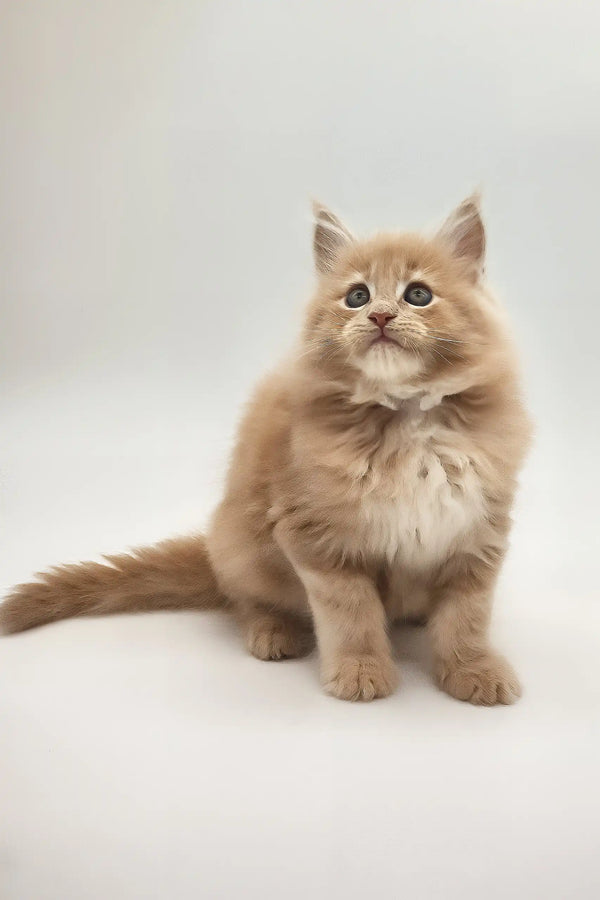 Kasp | maine coon kitten